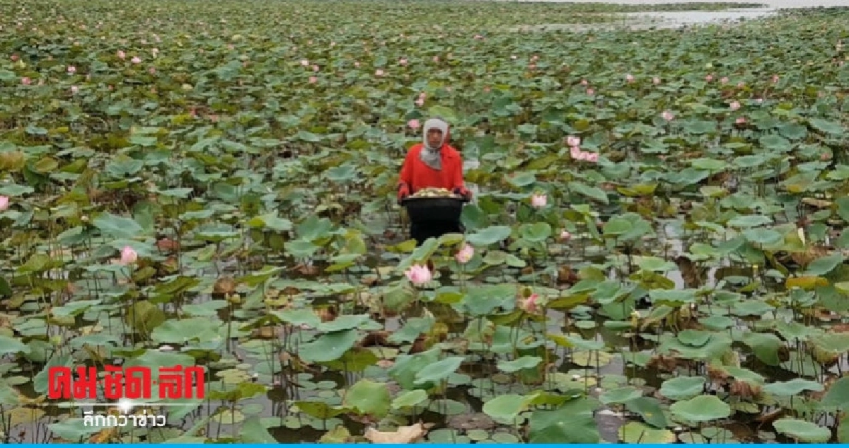 รับทรัพย์วันพระใหญ่ ดอกบัวราคาดี ชาวบัวใหญ่เร่งเก็บขาย