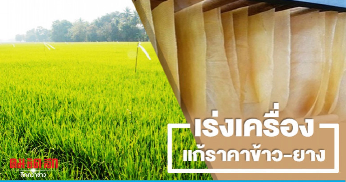 กมธ.เร่งเครื่องลุยแก้ราคาข้าว-ยาง กมธ.เร่งเครื่องลุยแก้ราคาข้าว-ยาง