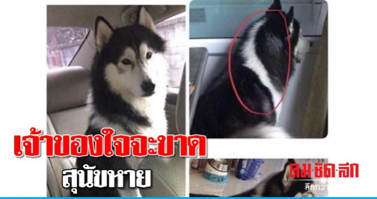 เจ้าของใจจะขาดสุนัขแสนรักหาย เจ้าของใจจะขาดสุนัขแสนรักหาย