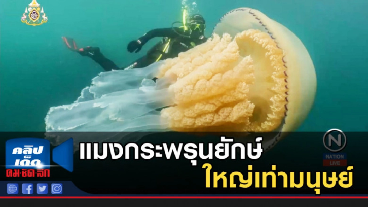 พบแมงกระพรุนยักษ์ใหญ่เท่ามนุษย์ พบแมงกระพรุนยักษ์ใหญ่เท่ามนุษย์