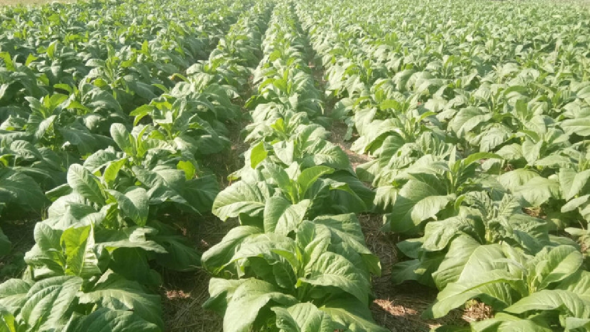  ส.ส.เหนือ ลุ้นสภาฯ พิจารณาปัญหาภาษียาสูบ