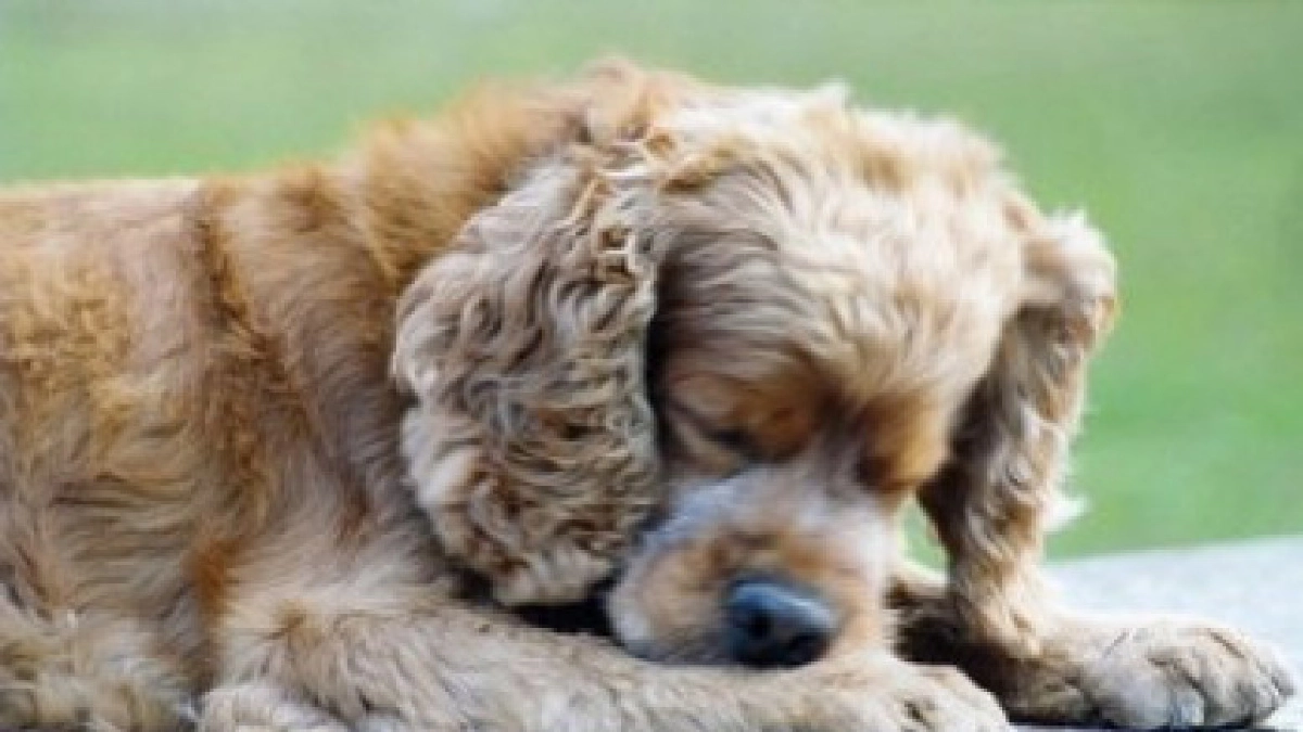  การดูแลสัตว์อายุมาก