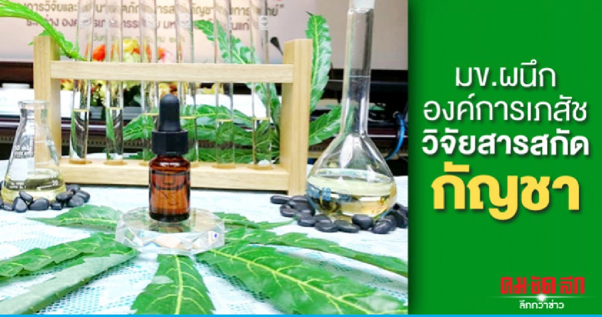 มข.ผนึกองค์การเภสัชวิจัยสารสกัดกัญชา มข.ผนึกองค์การเภสัชวิจัยสารสกัดกัญชา