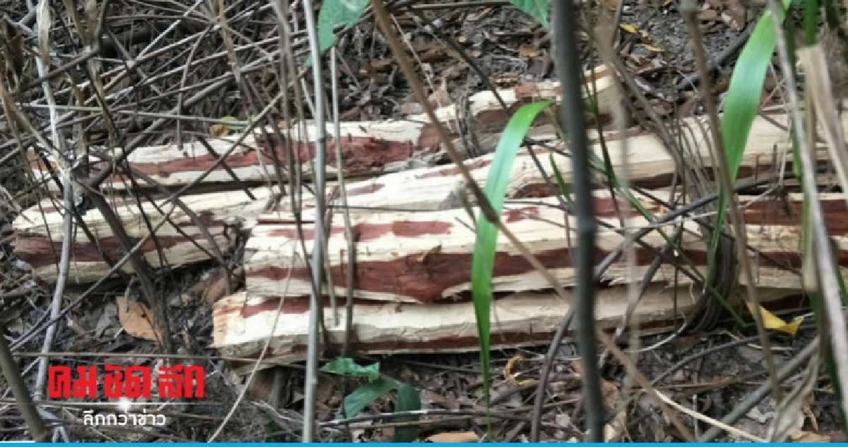 ขยายผลจับขบวนการค้าไม้พะยูง ยึดอีก 34 ท่อน ขยายผลจับขบวนการค้าไม้พะยูง ยึดอีก 34 ท่อน