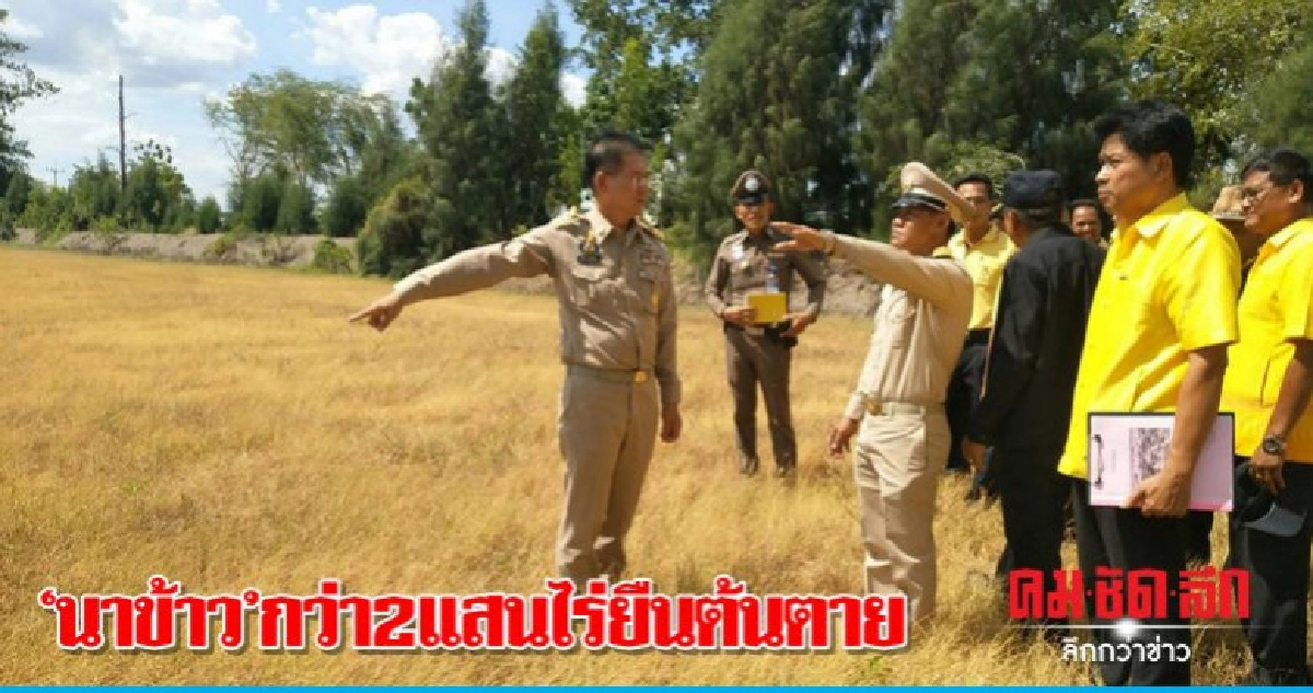 "นาข้าว"กว่า 2 แสนไร่ยืนต้นตาย "นาข้าว"กว่า 2 แสนไร่ยืนต้นตาย
