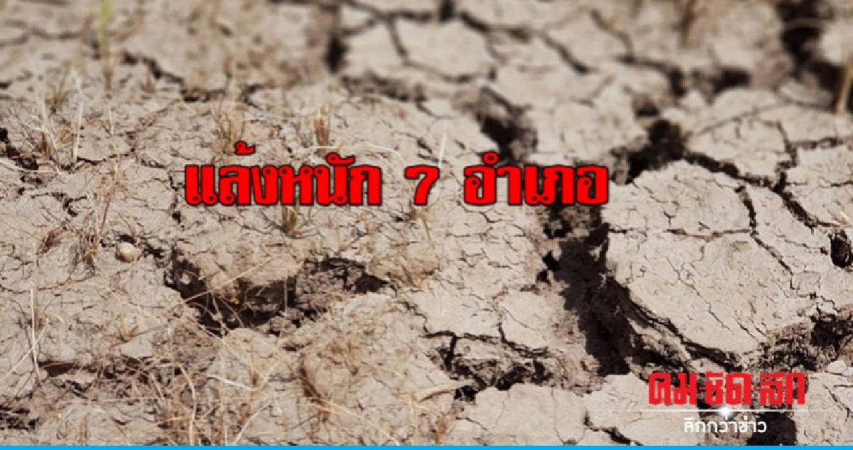 ชัยภูมิแล้งหนัก นาข้าวขาดน้ำยืนต้นตาย 7 อำเภอ ชัยภูมิแล้งหนัก นาข้าวขาดน้ำยืนต้นตาย 7 อำเภอ