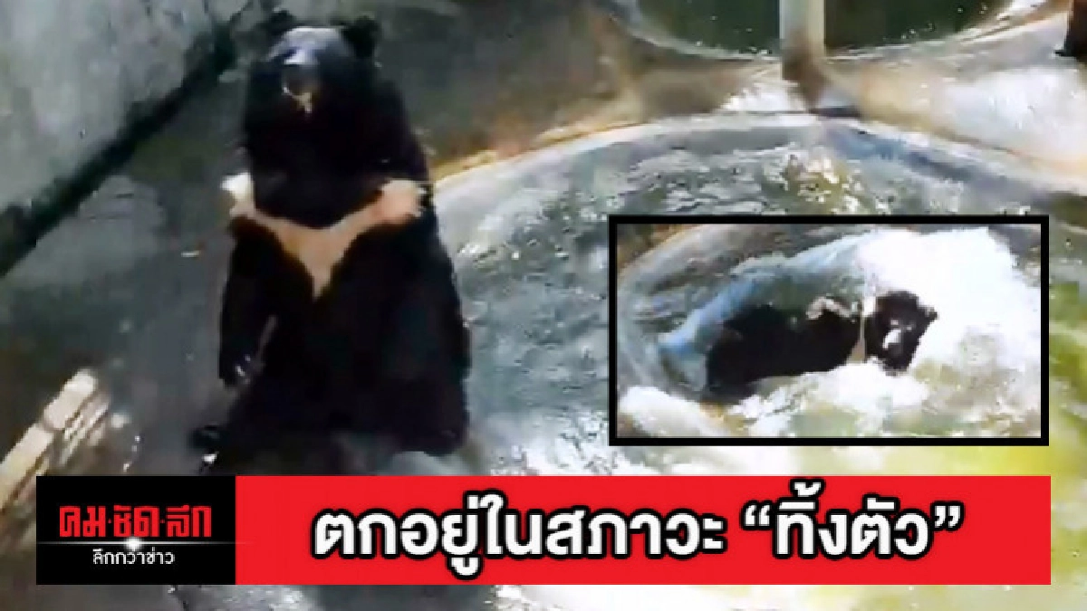 เจ้าเจมส์ หมีกำพร้าสุดน่ารัก ทิ้งตัวลงน้ำอย่างสบายใจ เจ้าเจมส์ หมีกำพร้าสุดน่ารัก ทิ้งตัวลงน้ำอย่างสบายใจ