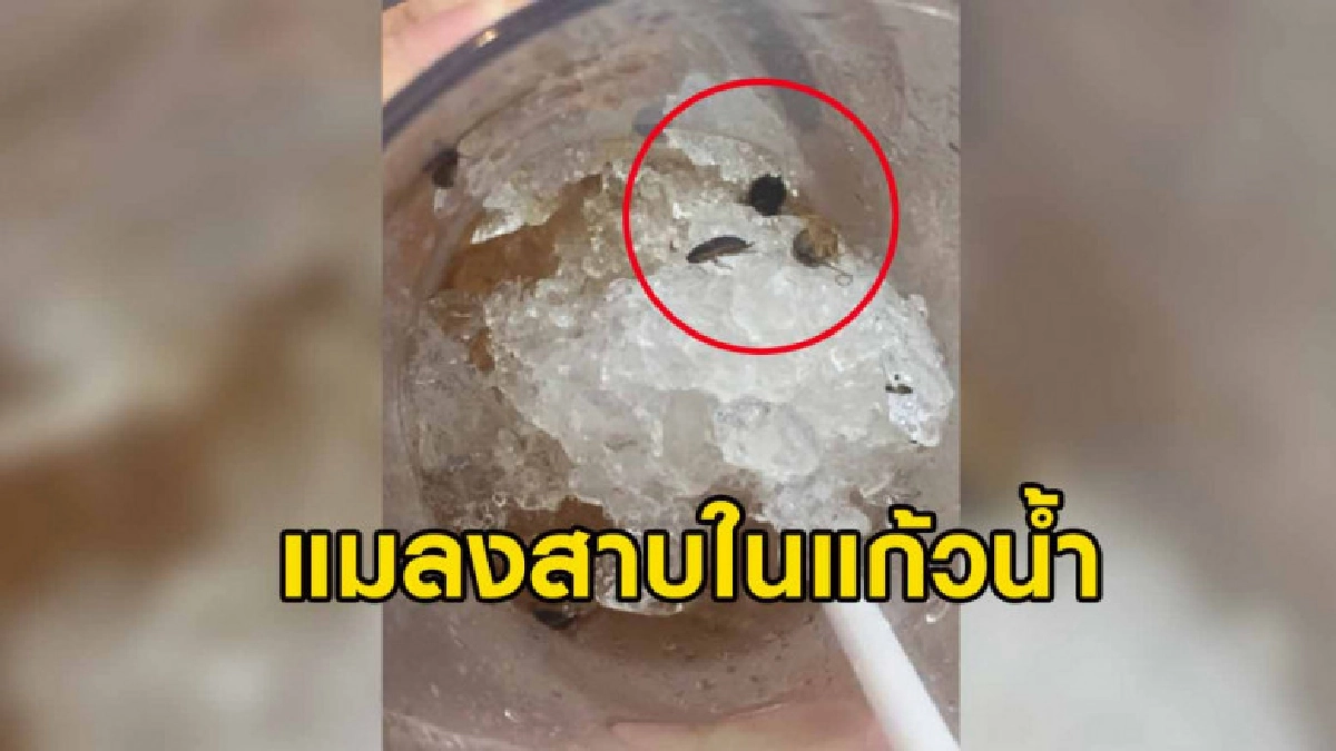 แทบอ้วก ลูกค้าดูดน้ำในฟู้ดคอร์ทห้างดังหมดแก้วก่อนเจอแมลงสาบ แทบอ้วก ลูกค้าดูดน้ำในฟู้ดคอร์ทห้างดังหมดแก้วก่อนเจอแมลงสาบ