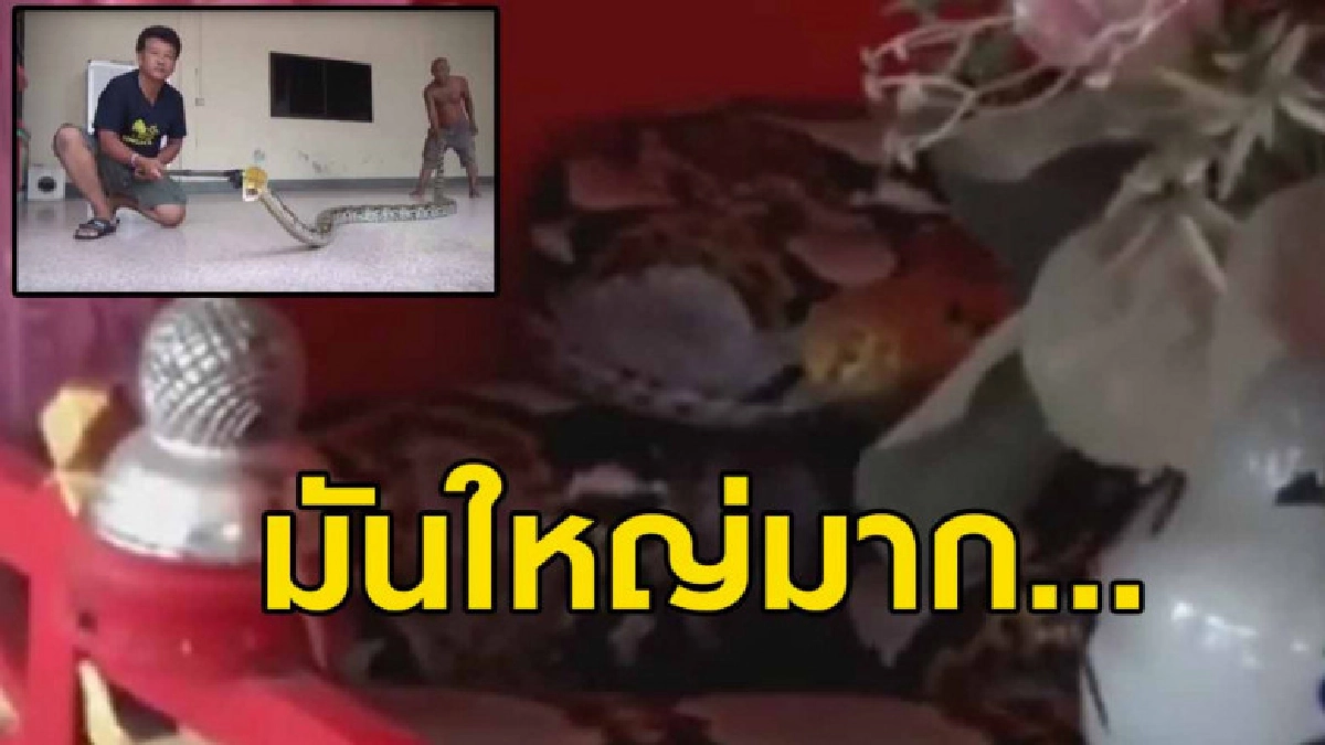 ผง่ะ งูเหลือมตัวยักษ์ขดซุกศาลเจ้า ผง่ะ งูเหลือมตัวยักษ์ขดซุกศาลเจ้า