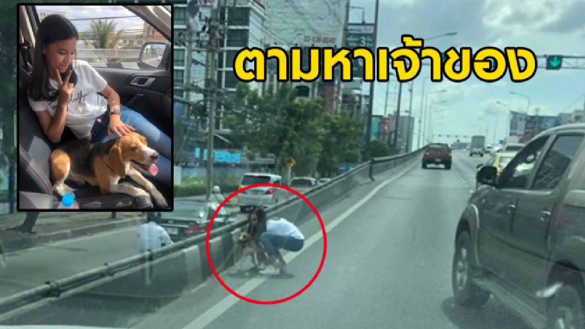 สาวเจอสุนัขบนสะพานหวั่นถูกรถชนลงไปช่วย โพสต์ตามหาเจ้าของ