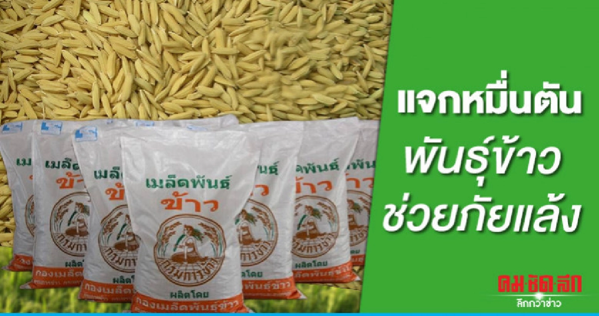 แจก 10,000 ตันเมล็ดพันธุ์ข้าวช่วยภัยแล้ง