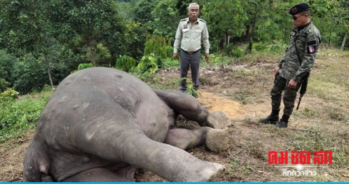 ไขมันอุดตันในเส้นเลือดช้างป่าล้ม ไขมันอุดตันในเส้นเลือดช้างป่าล้ม