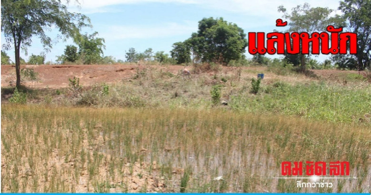โคราชแล้งหนัก โคราชแล้งหนัก