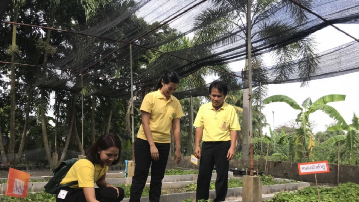 วิจัยบัวบก 5 สายพันธุ์ส่งเสริมเกษตรกรปลูกเชิงพาณิชย์