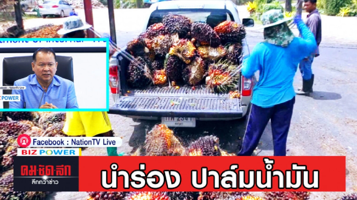 พาณิชย์นำร่องประกันรายได้ ปาล์มน้ำมัน ยางพารา พาณิชย์นำร่องประกันรายได้ ปาล์มน้ำมัน ยางพารา