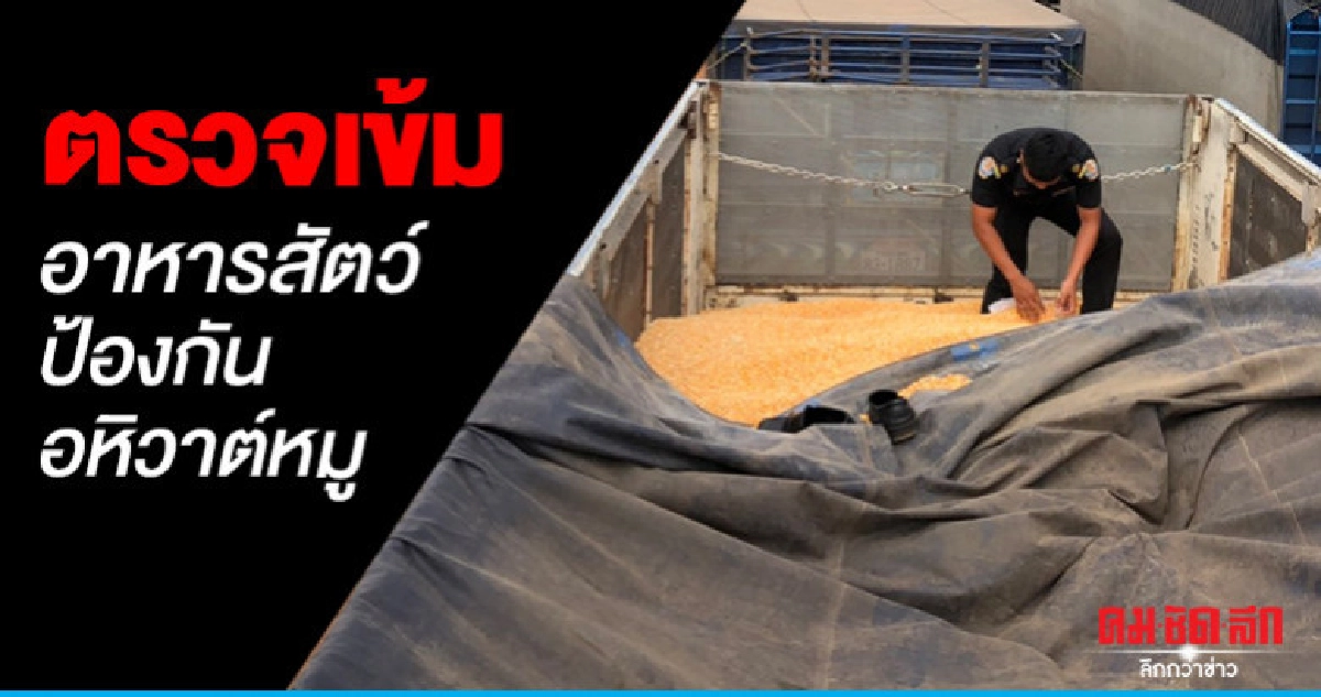 คุมเข้มชายแดนตรวจเข้มอาหารสัตว์ป้องกันอหิวาต์หมู คุมเข้มชายแดนตรวจเข้มอาหารสัตว์ป้องกันอหิวาต์หมู