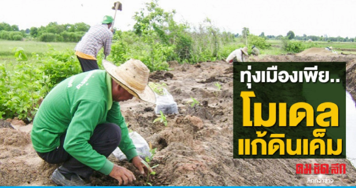 ทุ่งเมืองเพียโมเดลแก้ดินเค็ม ทุ่งเมืองเพียโมเดลแก้ดินเค็ม