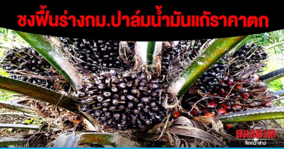อนุกมธ.ชงฟื้นร่างกม.ปาล์มน้ำมันแกัราคาตก อนุกมธ.ชงฟื้นร่างกม.ปาล์มน้ำมันแกัราคาตก