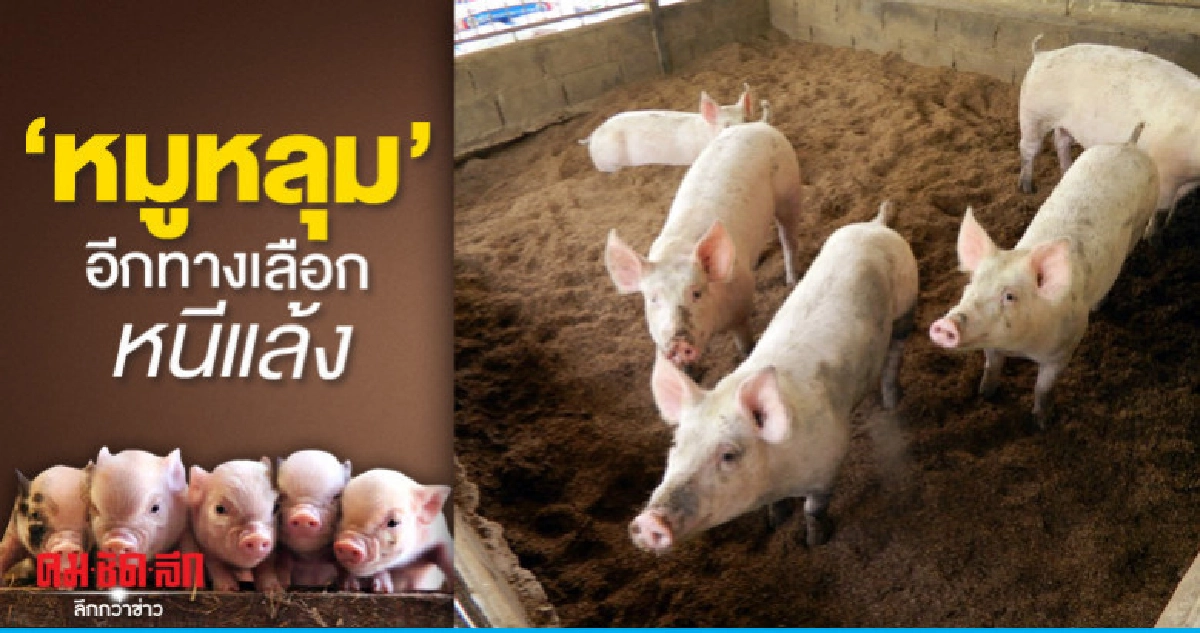 "วิสาหกิจ"หมูหลุมชีวภาพครบวงจร ทางเลือกหนีแล้ง "วิสาหกิจ"หมูหลุมชีวภาพครบวงจร ทางเลือกหนีแล้ง