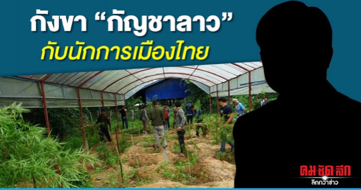 กังขา"กัญชาลาว"กับนักการเมืองไทย กังขา"กัญชาลาว"กับนักการเมืองไทย