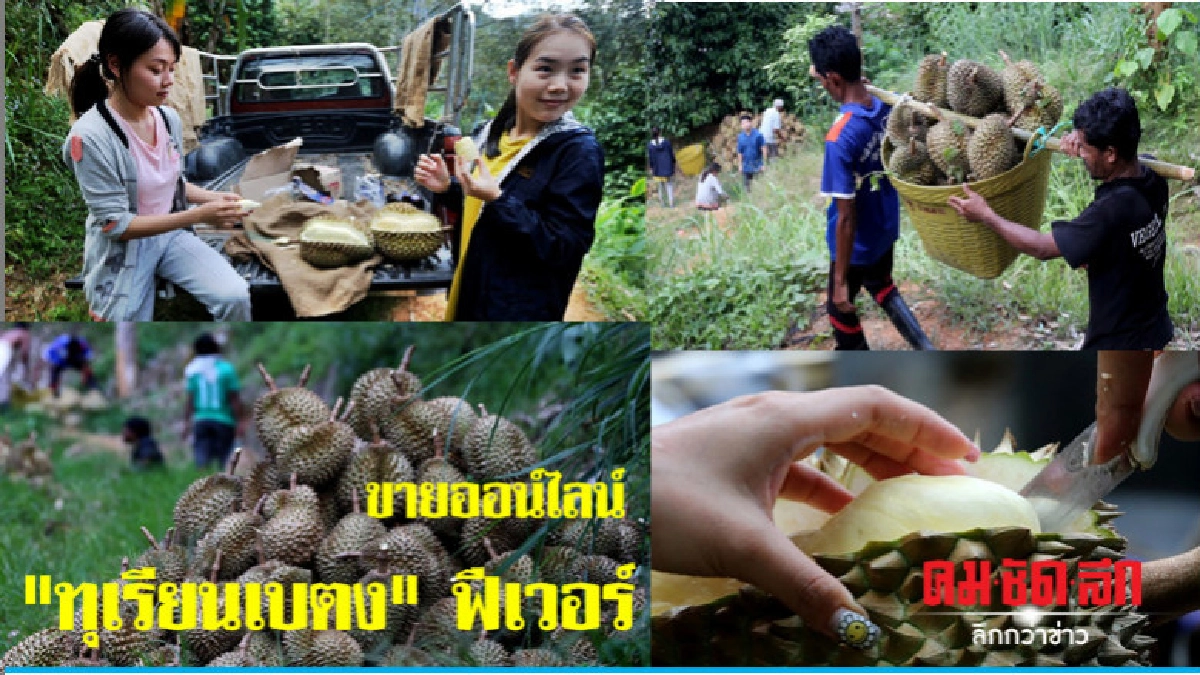 "ทุเรียนเบตง" ฟีเวอร์ คนรุ่นใหม่จับธุรกิจออน์ไลน์(ภาพชุด) "ทุเรียนเบตง" ฟีเวอร์ คนรุ่นใหม่จับธุรกิจออน์ไลน์(ภาพชุด)