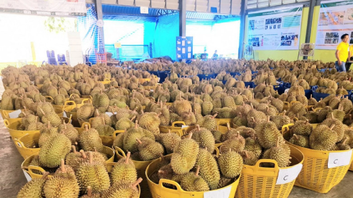 เกษตรฯ หนุนชาวสวนยะลาพัฒนาและบริหารจัดการทุเรียนคุณภาพ