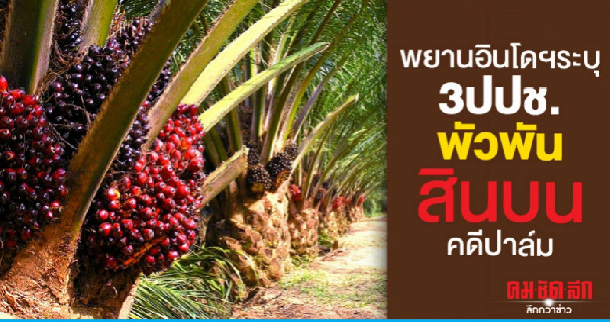 พยานอินโดฯระบุ3ปปช.พัวพันสินบนคดีปาล์ม พยานอินโดฯระบุ3ปปช.พัวพันสินบนคดีปาล์ม