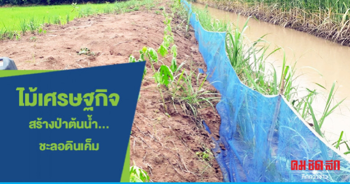 ไม้เศรษฐกิจ...ชะลอดินเค็ม ไม้เศรษฐกิจ...ชะลอดินเค็ม