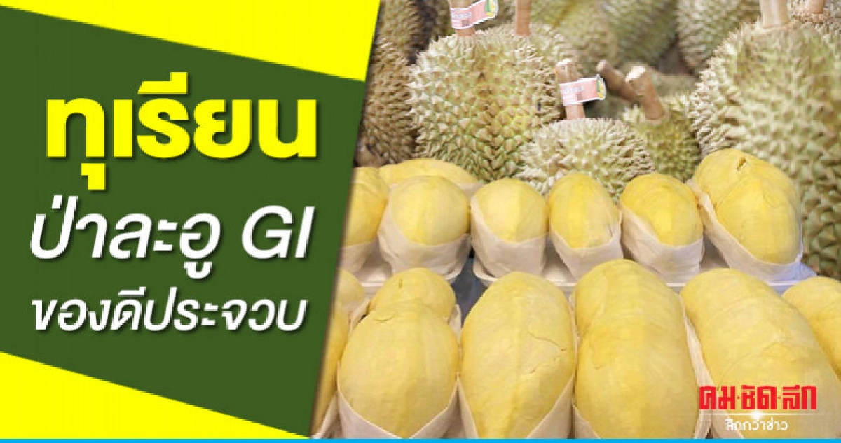 ชูทุเรียนป่าละอูสินค้าเกษตร GI ของดีประจวบ