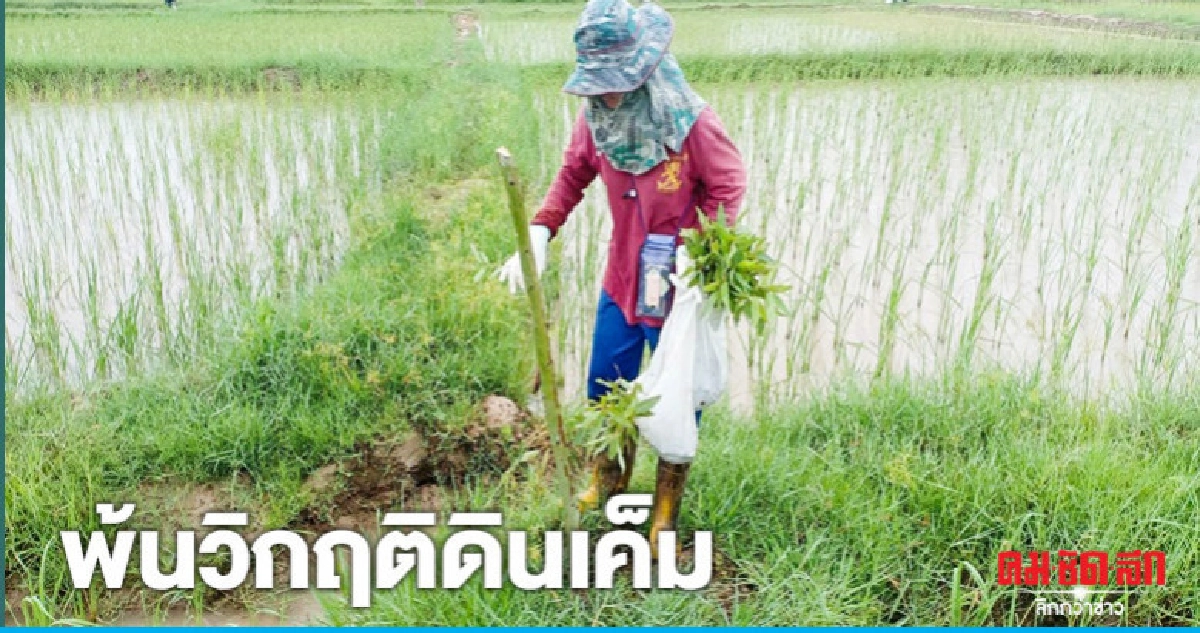 "ชาวนาอุดร"ยิ้มออก พ้นวิกฤติเค็ม ปลูกข้าว-ยูคา รายได้ดี