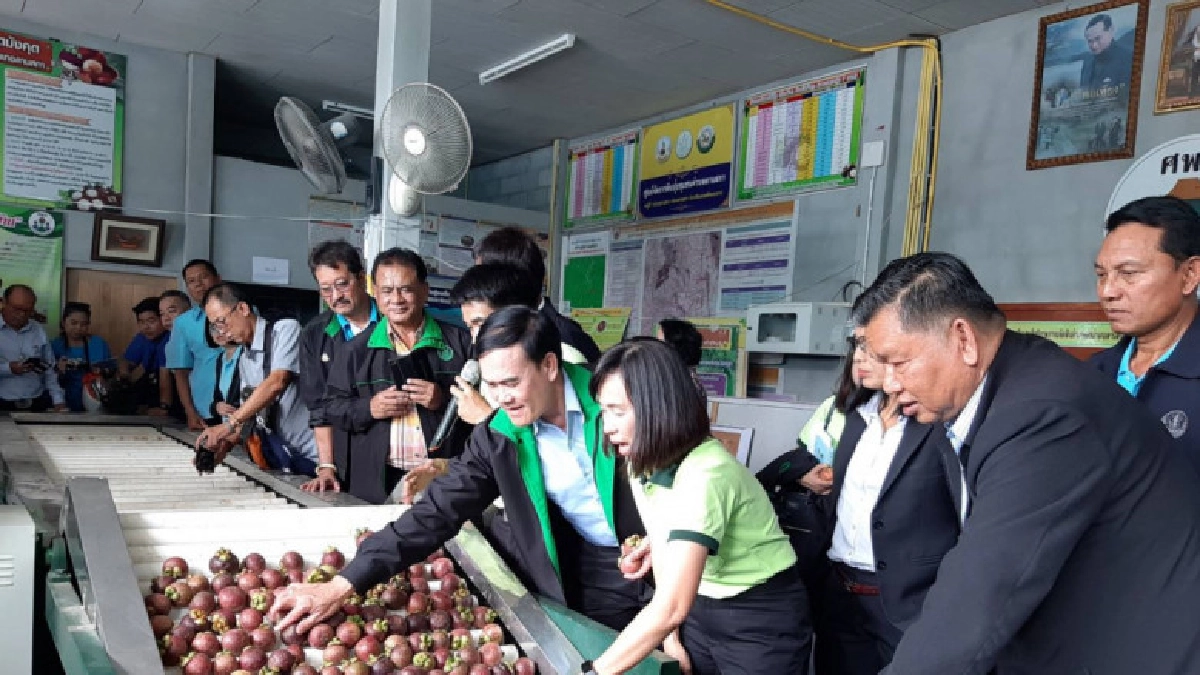 แนะวิธีจัดการ"มังคุดลานสกา"ล้นตลาด แนะวิธีจัดการ"มังคุดลานสกา"ล้นตลาด