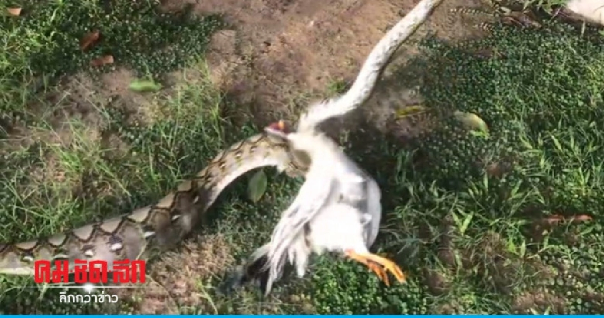 (คลิป) งูเหลือมหิวโซมุดกรงเขมือบไก่แจ้ (คลิป) งูเหลือมหิวโซมุดกรงเขมือบไก่แจ้