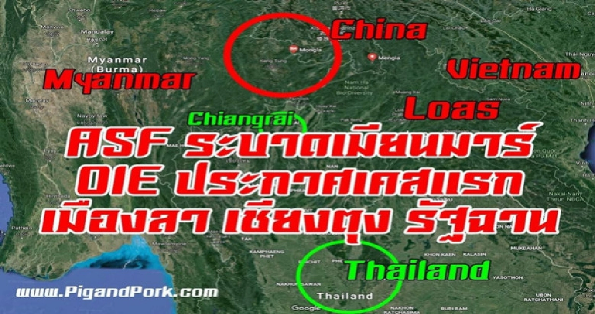 อหิวาต์แอฟริกา..ประชิดไทย อหิวาต์แอฟริกา..ประชิดไทย