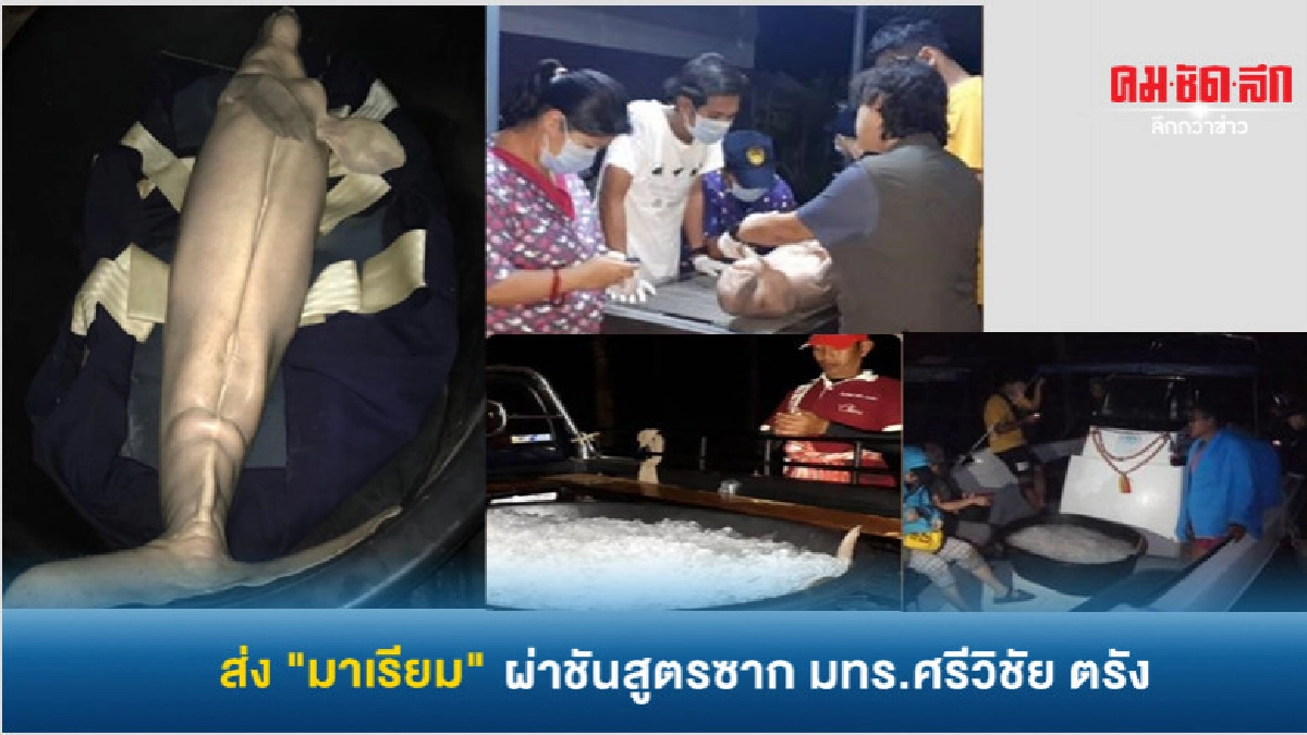 ส่ง พะยูนมาเรียม ผ่าชันสูตรซาก มทร.ศรีวิชัยตรัง ส่ง พะยูนมาเรียม ผ่าชันสูตรซาก มทร.ศรีวิชัยตรัง
