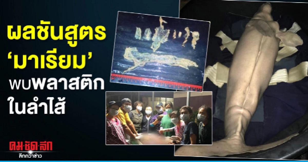 ผลชันสูตร มาเรียม พบเศษพลาสติกในลำไส้ ผลชันสูตร มาเรียม พบเศษพลาสติกในลำไส้
