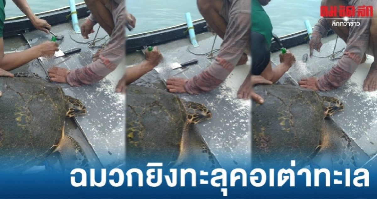 พบเต่าทะเลถูกฉมวกยิงเข้าที่คอ พบเต่าทะเลถูกฉมวกยิงเข้าที่คอ