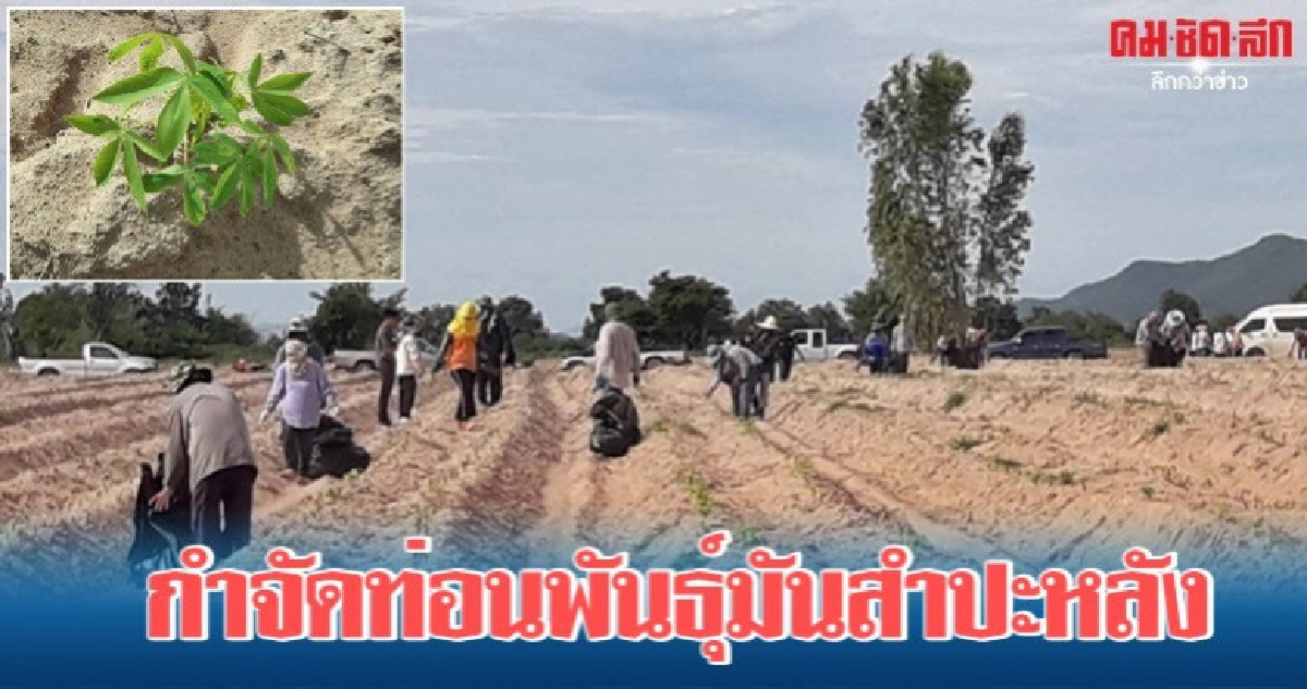 นำร่องกำจัดท่อนพันธุ์มันสำปะหลังติดโรคใบด่าง นำร่องกำจัดท่อนพันธุ์มันสำปะหลังติดโรคใบด่าง