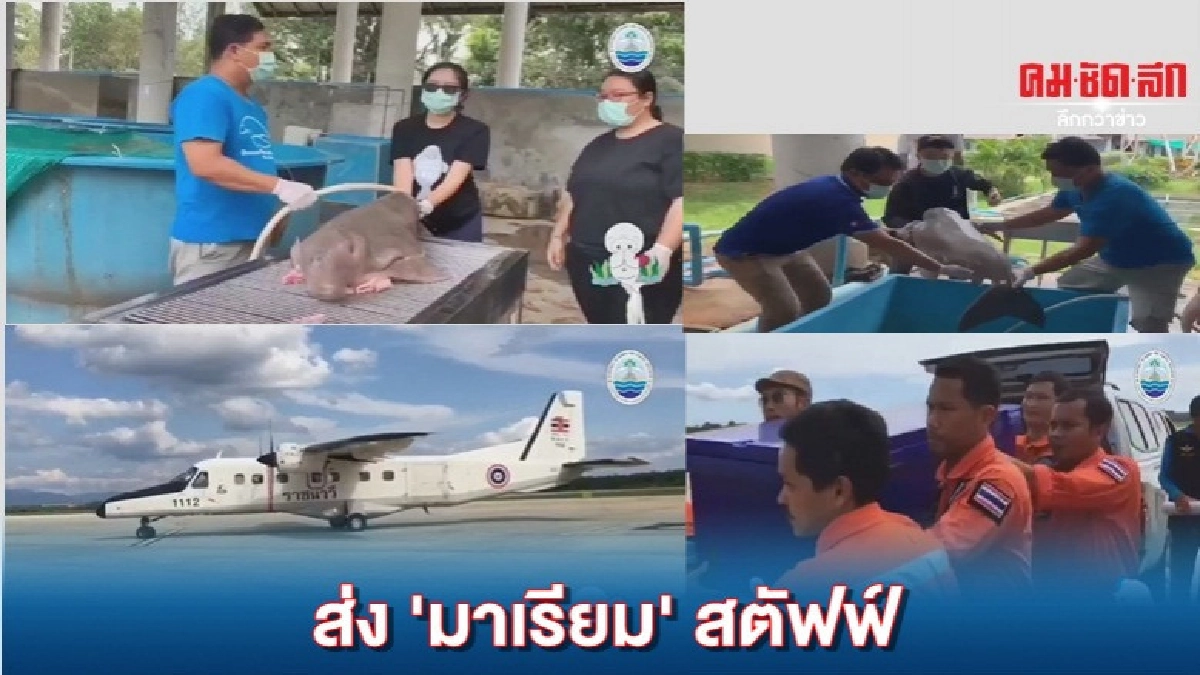 ทีมสัตวแพทย์ อาบน้ำ มาเรียม เข้ากทม.เพื่อสตัฟฟ์ ทีมสัตวแพทย์ อาบน้ำ มาเรียม เข้ากทม.เพื่อสตัฟฟ์