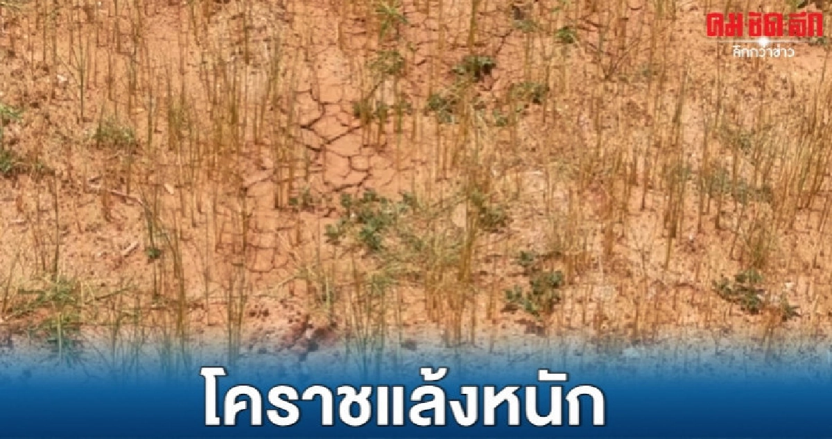 โคราชแล้งนาน กระทบสวนมะขามเทศ-นาข้าว โคราชแล้งนาน กระทบสวนมะขามเทศ-นาข้าว