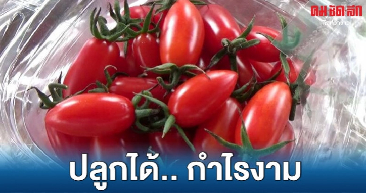 ปลูกมะเขือเทศกินผลสดขายสร้างรายได้งาม