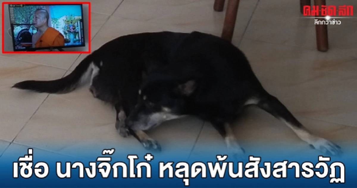ทึ่ง นางจิ๊กโก๋ แม่หมานักธรรม ทึ่ง นางจิ๊กโก๋ แม่หมานักธรรม