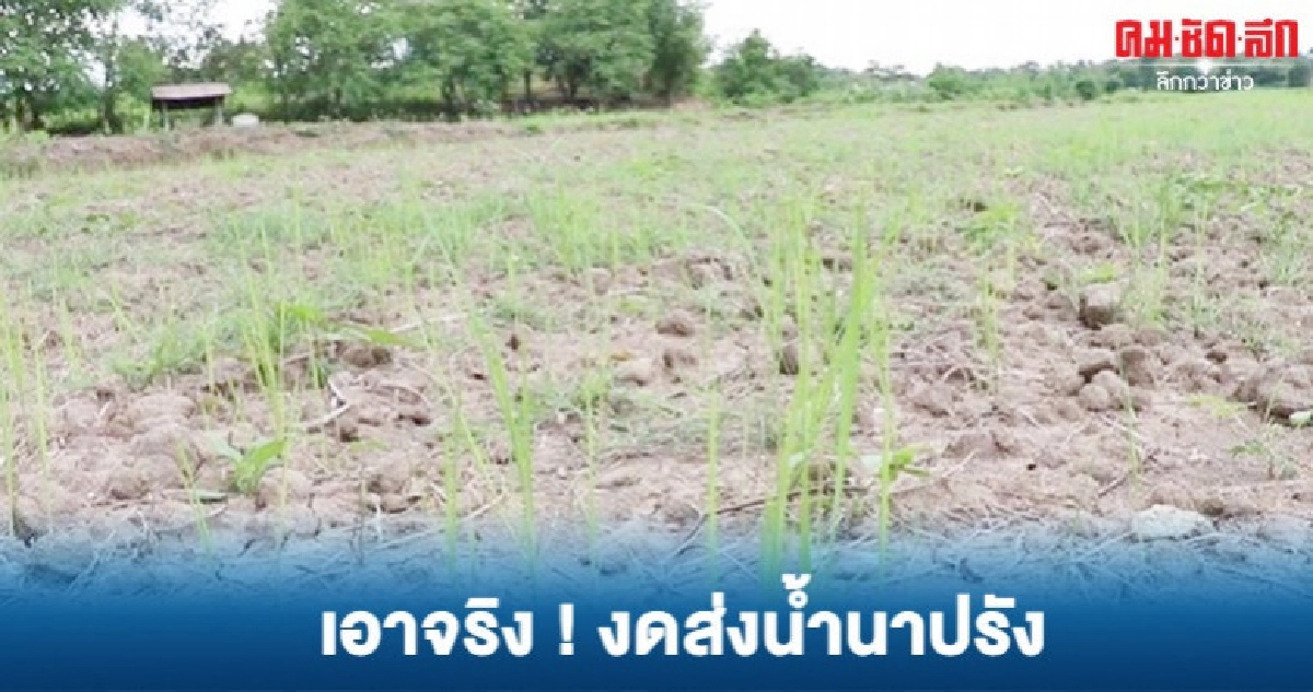 เตือนอย่าฝืน....ปลูกนาปรัง เตือนอย่าฝืน....ปลูกนาปรัง