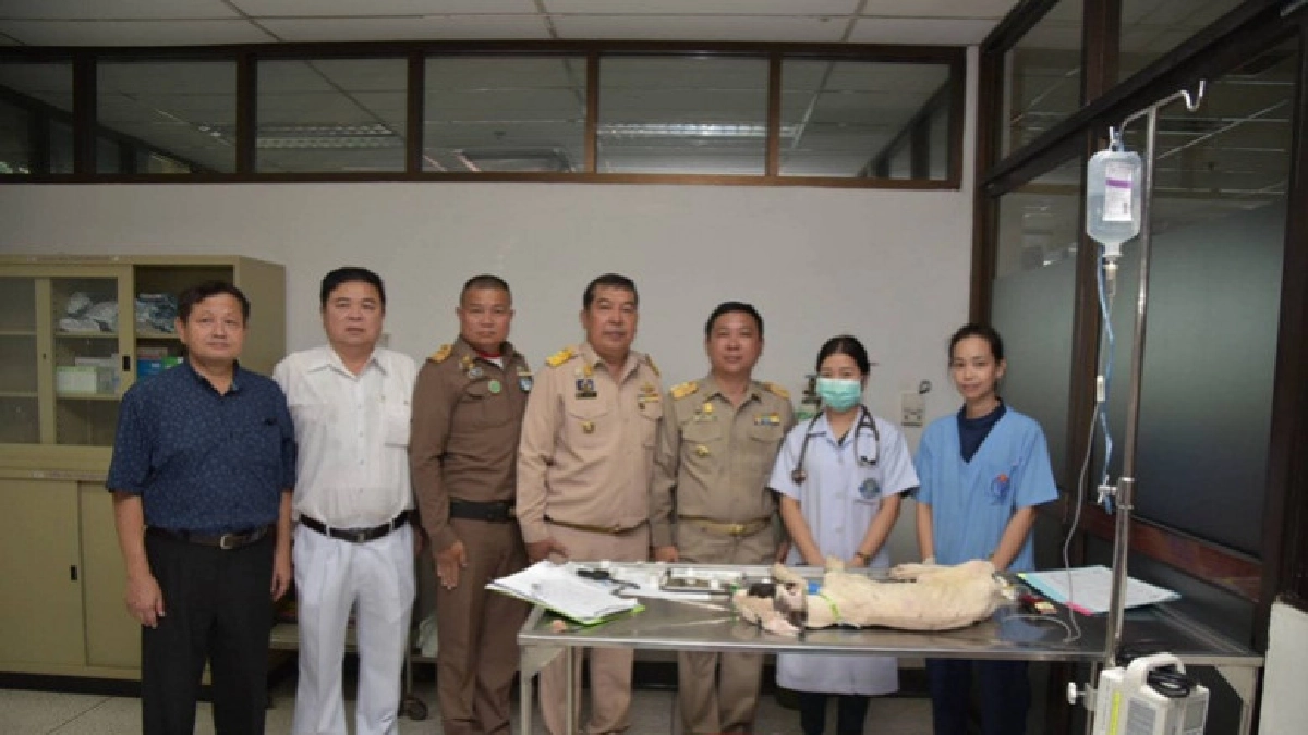 "ในหลวง" ทรงรับเกรตเดน 13 ตัว ไปรักษาที่ ม.เกษตร