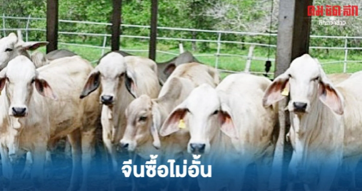 โคเนื้อสดใส...จีนซื้อไม่อั้น โคเนื้อสดใส...จีนซื้อไม่อั้น