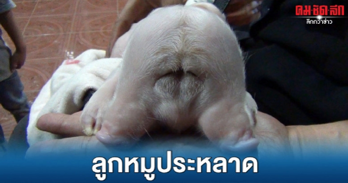 แตกตื่น ลูกหมูประหลาด 2 หัว 4 ตา แตกตื่น ลูกหมูประหลาด 2 หัว 4 ตา