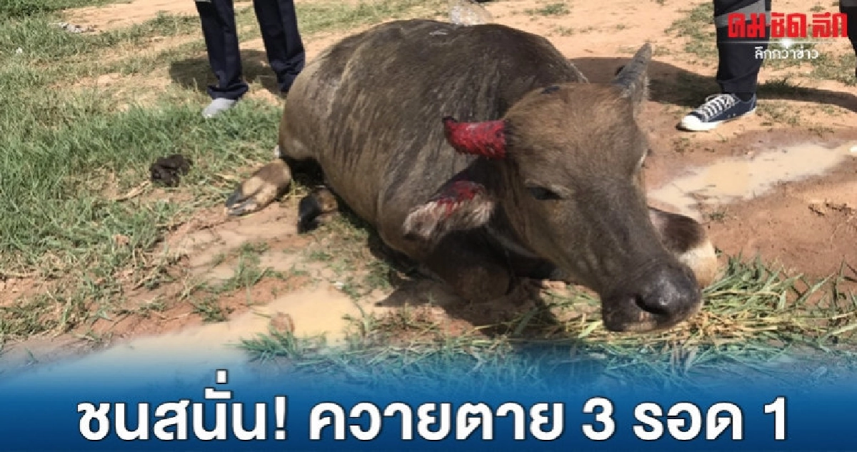 สุดสงสาร รถพุ่งชนควาย ตาย 3 สาหัส 1 สุดสงสาร รถพุ่งชนควาย ตาย 3 สาหัส 1