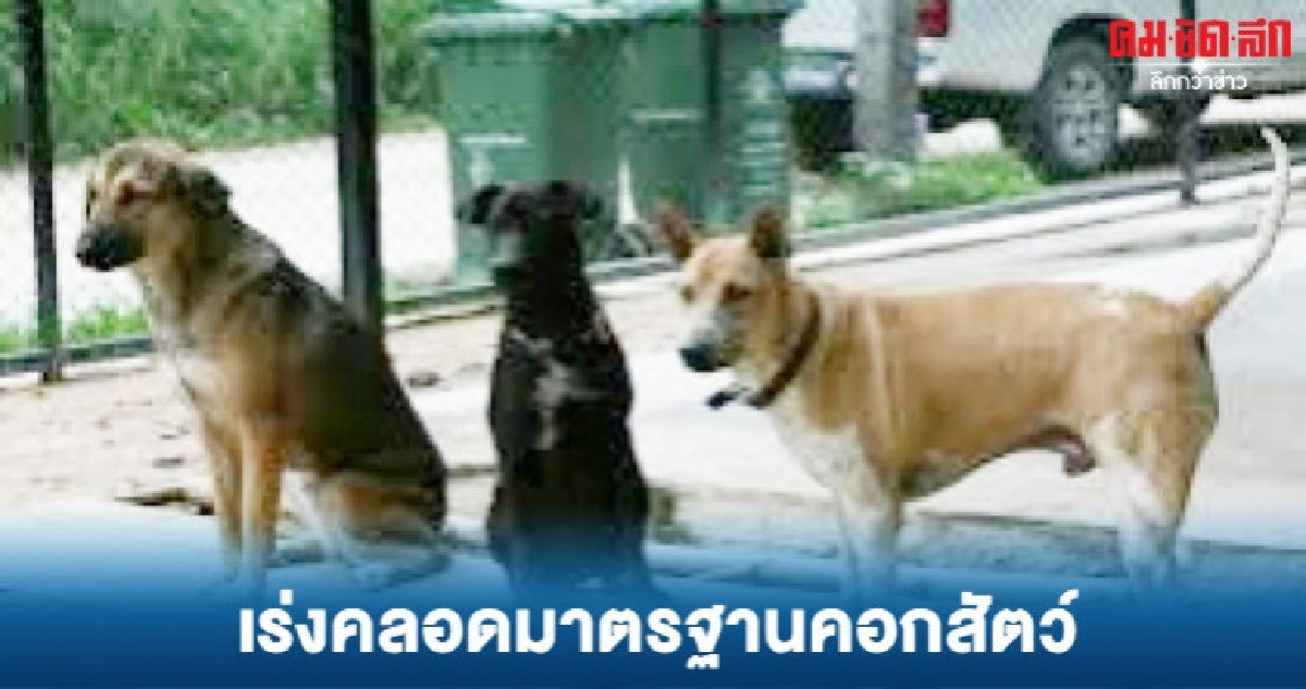 เอ็กซเรย์ ฟาร์มสุนัข ป้องกันทารุณกรรม เอ็กซเรย์ ฟาร์มสุนัข ป้องกันทารุณกรรม