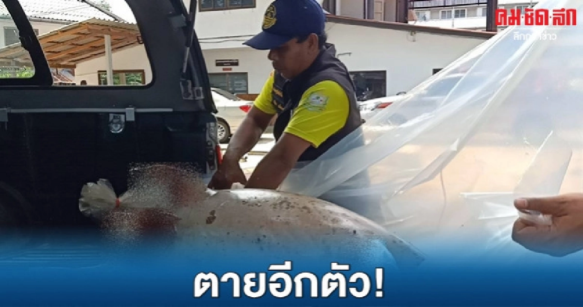 อีกแล้ว พบพะยูนเพศเมียลอยตายในทะเลตรัง อีกแล้ว พบพะยูนเพศเมียลอยตายในทะเลตรัง