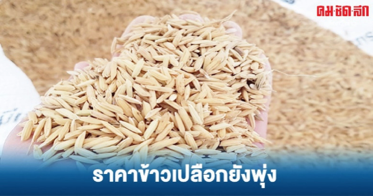 ฉุดไม่อยู่...ราคาข้าวเปลือกยังพุ่ง