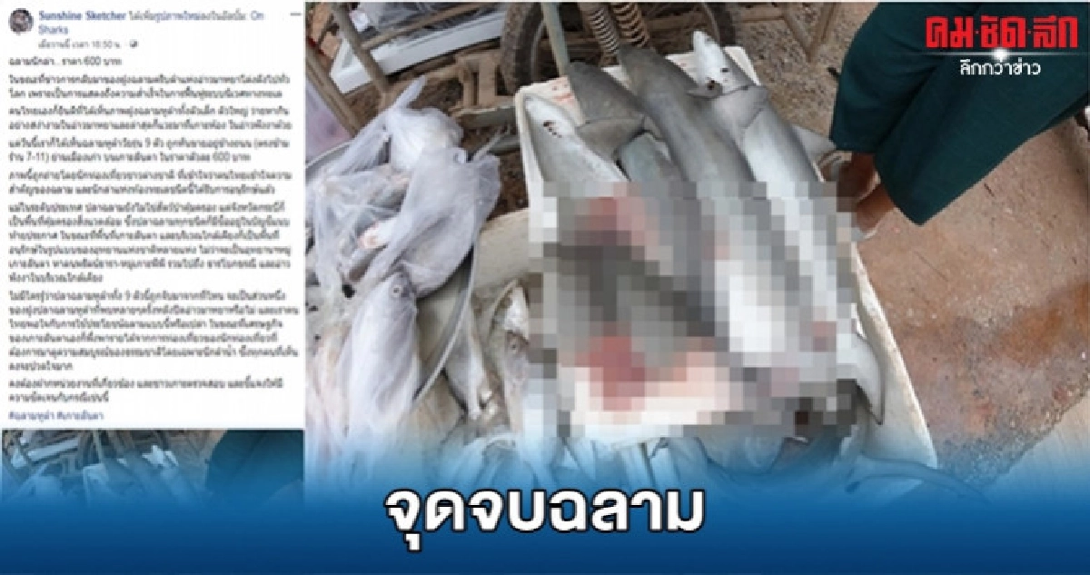 รันทด ฉลามนักล่า ราคา 600 